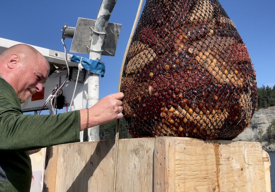 George Tollo pulls in a net full of sea cucumbers